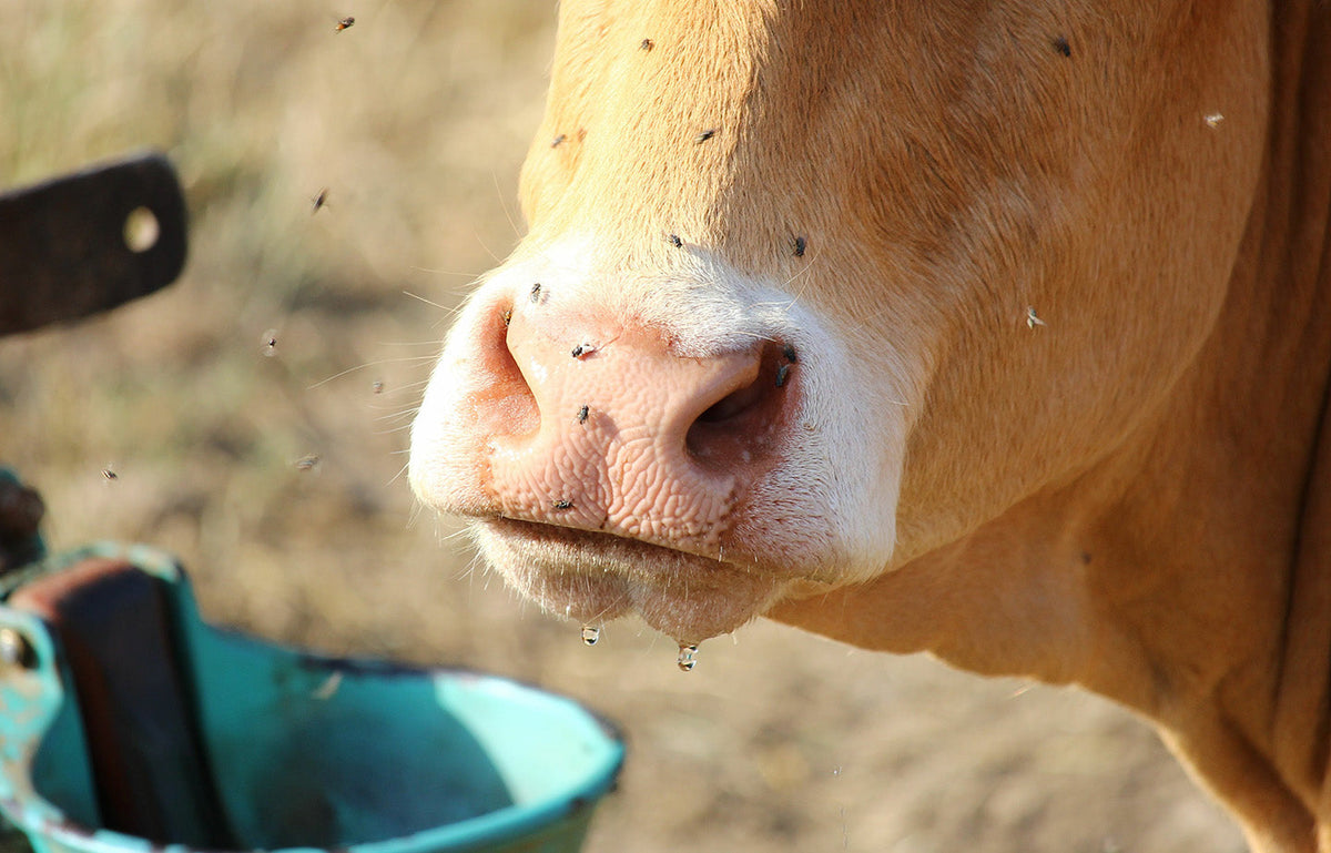 Controlling Flies After a Mild Winter| Blog | Champion Animal Health ...
